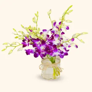Purple Orchid Grace