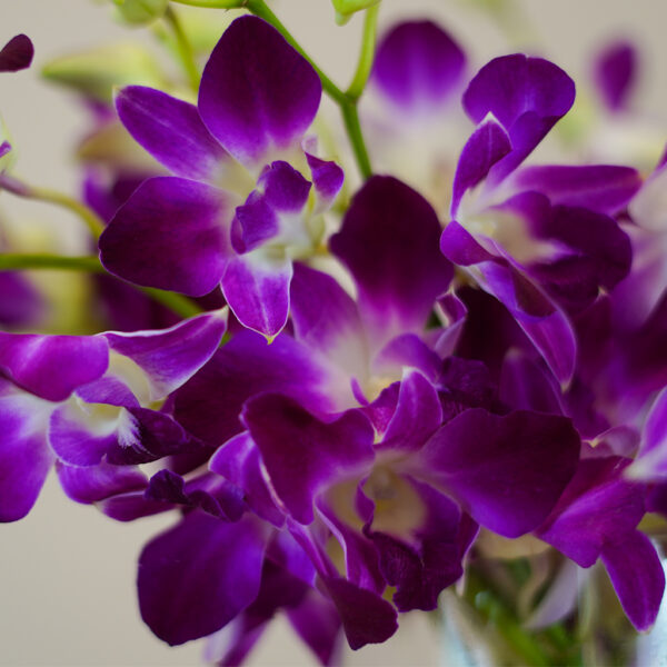 Purple Orchid Grace - Image 4