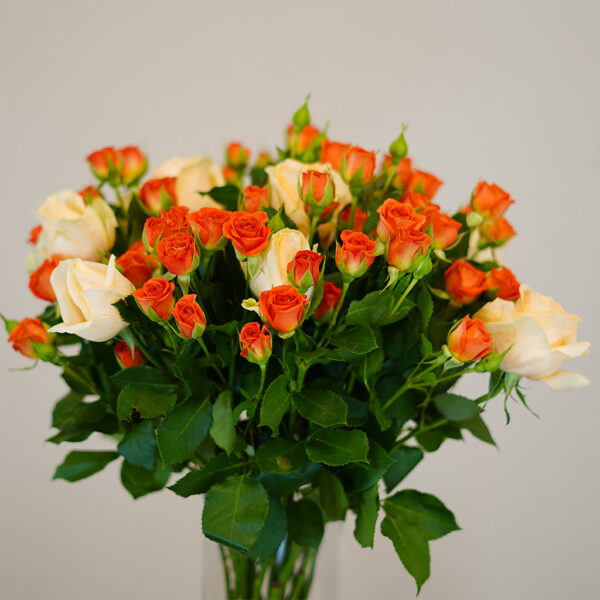 Apricot Haze - Image 3