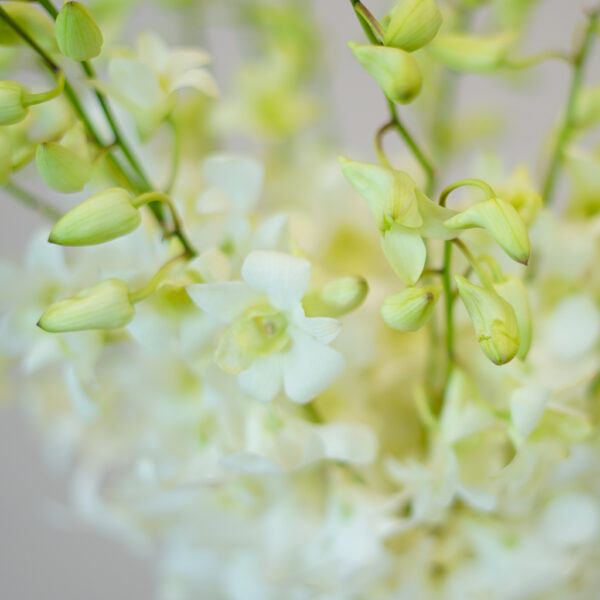 Pure Orchid Cloud - Image 3