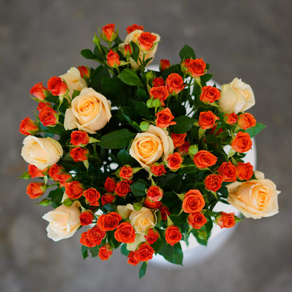 Apricot Haze - Image 2