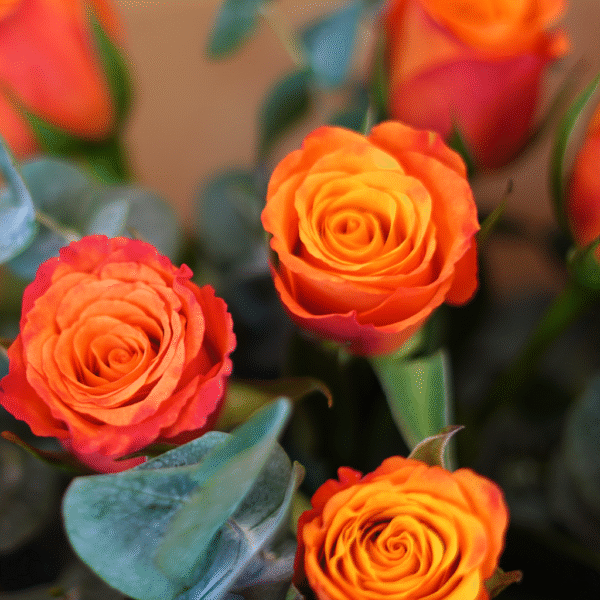 Tangerine Glow - Image 3