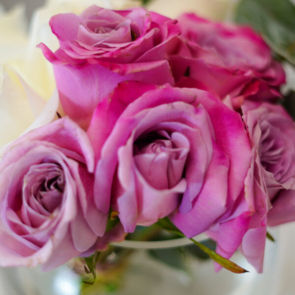 Lavender Whisper - Image 3