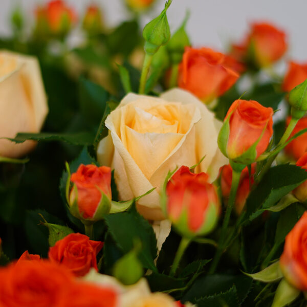 Apricot Haze - Image 4