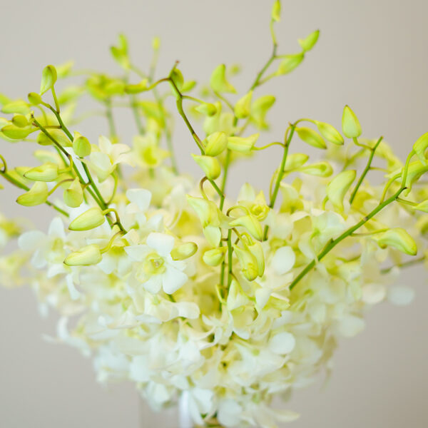 Pure Orchid Cloud - Image 2