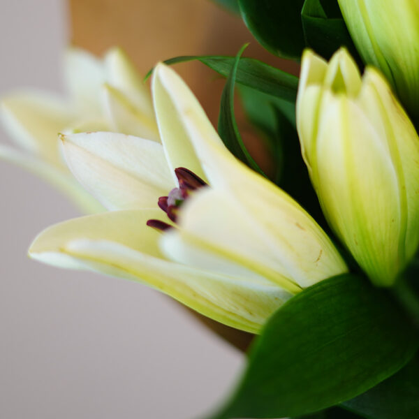 Whispering Lilies - Image 2
