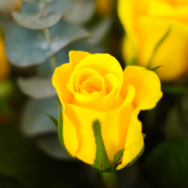 Sunshine Simplicity - Image 3