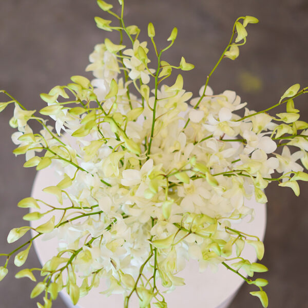 Pure Orchid Cloud - Image 4
