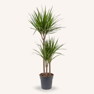 Dracaena marginata