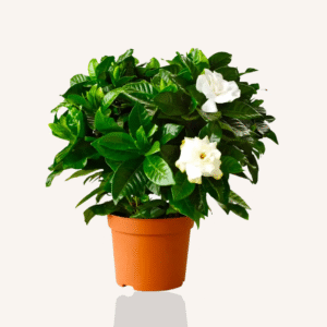 Gardenia Jasminoides
