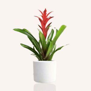 Guzmania Red