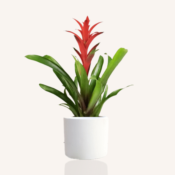 Guzmania Red