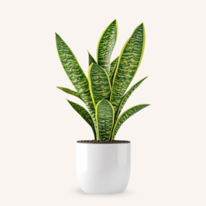 Sansevieria Golden Hani Plant-Recovered
