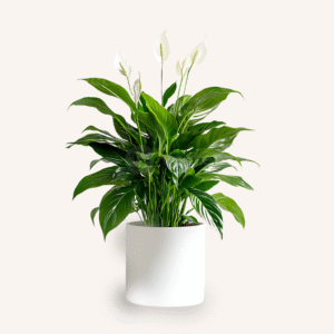 TABLE PLANT SPATHIPHYLLUM or white peache lilly