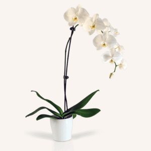 White Phalaenopsis Orchid Plan