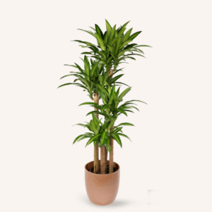 dracaena fragrans massangeana