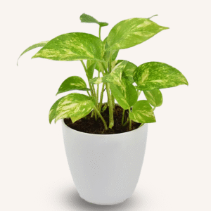 money plant in designer pot