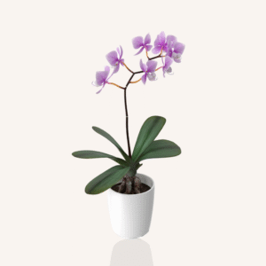 purple Phalaenopsis Orchid Plan