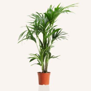 rhapis excelsa