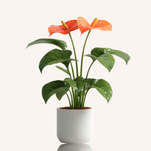 table plabnt anthurium