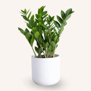 zz plant