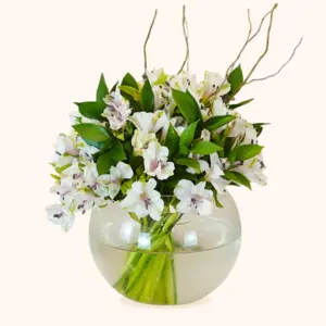 Alstro Elegance Round