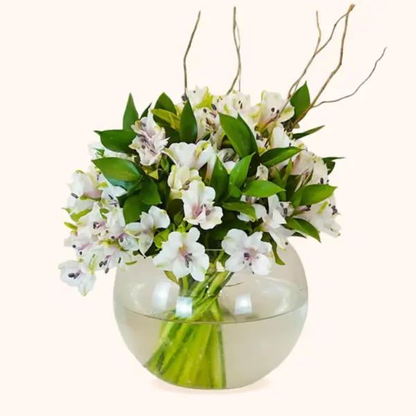Alstro Elegance Round