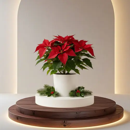 Poinsettia 30cm in White Ceramic Pot