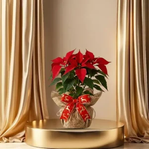poinsettia