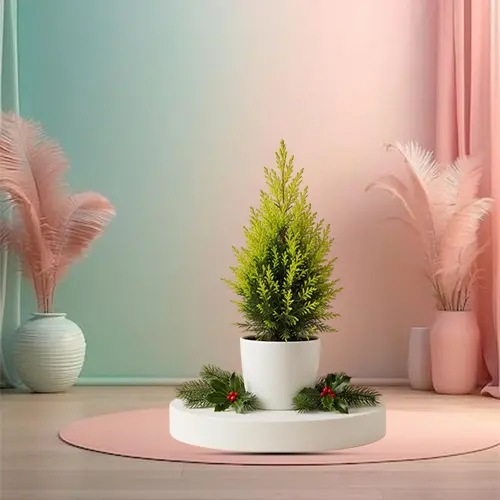 Cupressus Gold Plant 30cm in White Ceramic Pot