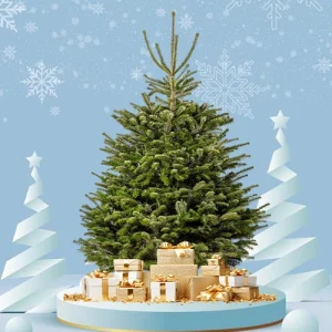 5–6ft Fresh Christmas Tree – Without Stand